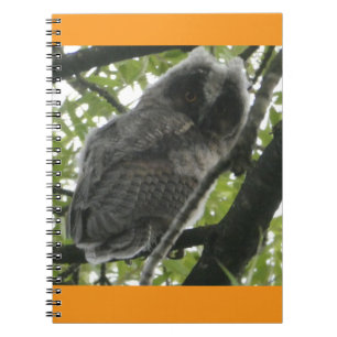 Young Long-eared Owl Foto Notitieboek