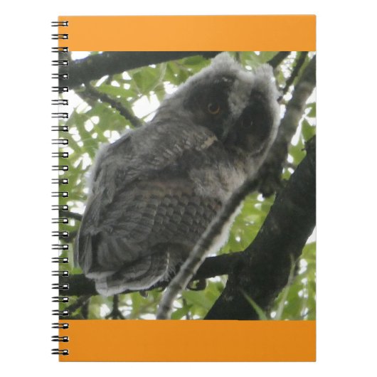 Young Long-eared Owl Foto Notitieboek (Voorkant)