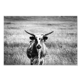 Young Longhorn Foto Afdruk