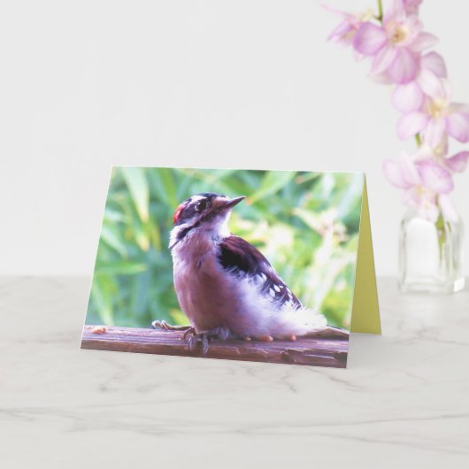 Young Male Downy Woodpecker on Railing Kaart (Orchidee)