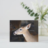 Young Male Key Deer, Florida Briefkaart (Staand voorkant)