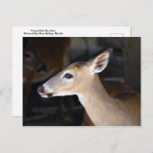 Young Male Key Deer, Florida Briefkaart (Voorkant / Achterkant)