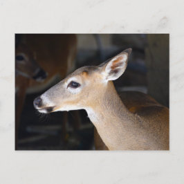 Young Male Key Deer, Florida Briefkaart