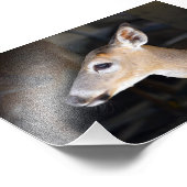 Young Male Key Deer, Florida Foto Afdruk (Hoek)