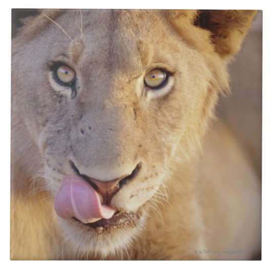 Young Male Lion Tegeltje (Voorkant)