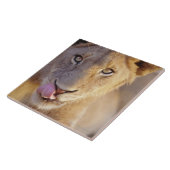Young Male Lion Tegeltje (Zijkant)