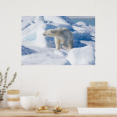 Young Male Polar Beer Poster (Keuken)