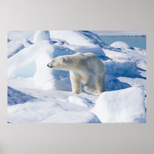 Young Male Polar Beer Poster