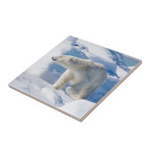 Young Male Polar Beer Tegeltje (Zijkant)