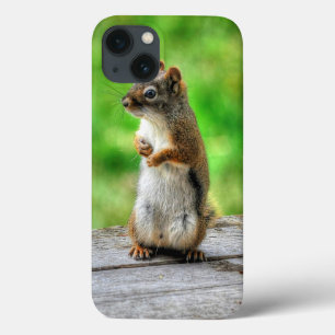Young Male Squirrel Standing Willife Foto iPhone 13 Hoesje