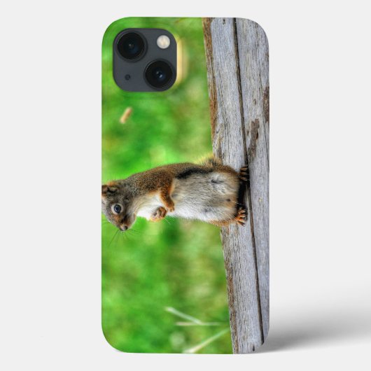 Young Male Squirrel Standing Willife Foto Case-Mate iPhone Case (Achterkant)