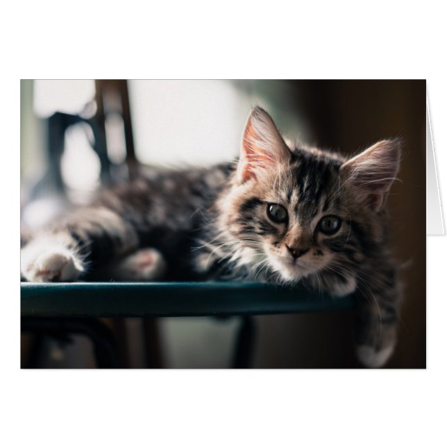 Young Male Tabby Cat 2 (Voorkant Horizontaal)