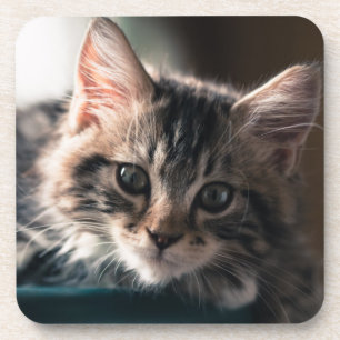 Young Male Tabby Cat 2 Drankjes Onderzetter