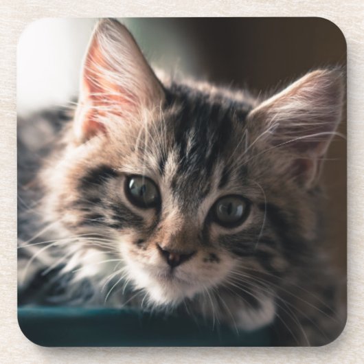 Young Male Tabby Cat 2 Drankjes Onderzetter (Voorkant)