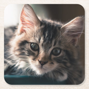 Young Male Tabby Cat 2 Kartonnen Onderzetters