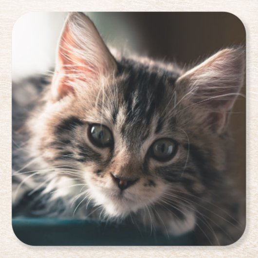 Young Male Tabby Cat 2 Kartonnen Onderzetters (Voorkant)