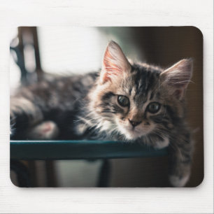 Young Male Tabby Cat 2 Muismat