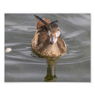 Young Male Wood Duck op Pond Foto Afdruk