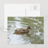 Young Mallard Duck - Roath Park Lake, Cardiff, Ver Briefkaart (Voorkant / Achterkant)