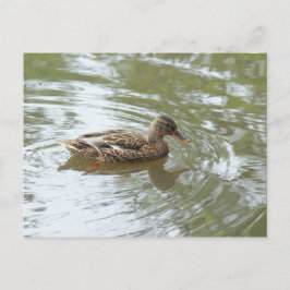Young Mallard Duck - Roath Park Lake, Cardiff, Ver Briefkaart