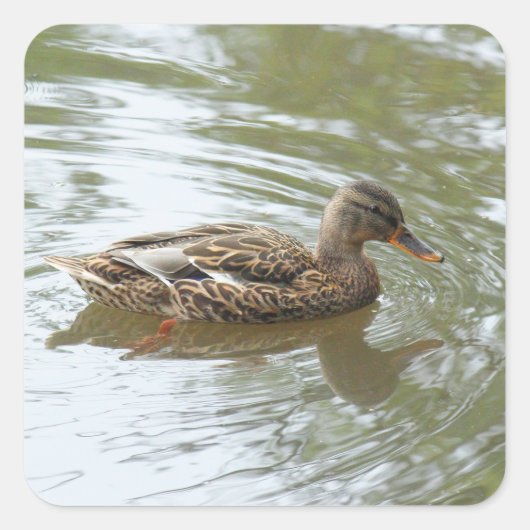 Young Mallard Duck - Roath Park Lake, Cardiff, Ver Vierkante Sticker (Voorkant)