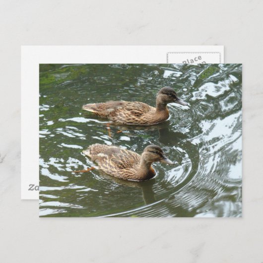 Young Mallard Ducks Briefkaart (Voorkant / Achterkant)