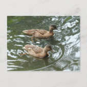 Young Mallard Ducks Briefkaart (Voorkant)