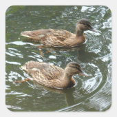 Young Mallard Ducks Vierkante Sticker (Voorkant)