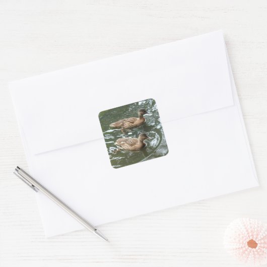 Young Mallard Ducks Vierkante Sticker (Envelop)