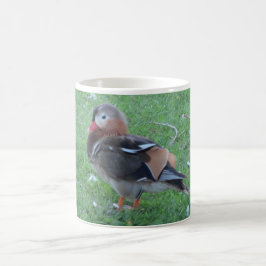 Young Mandarin Duck Mok