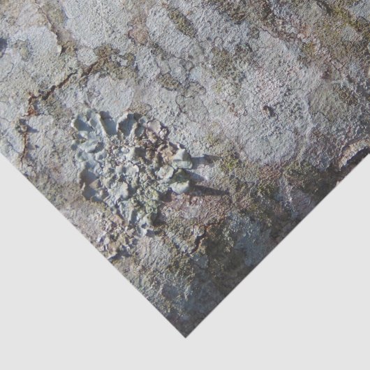 Young Maple Tree Bark 0041 Tissuepapier (Detail)