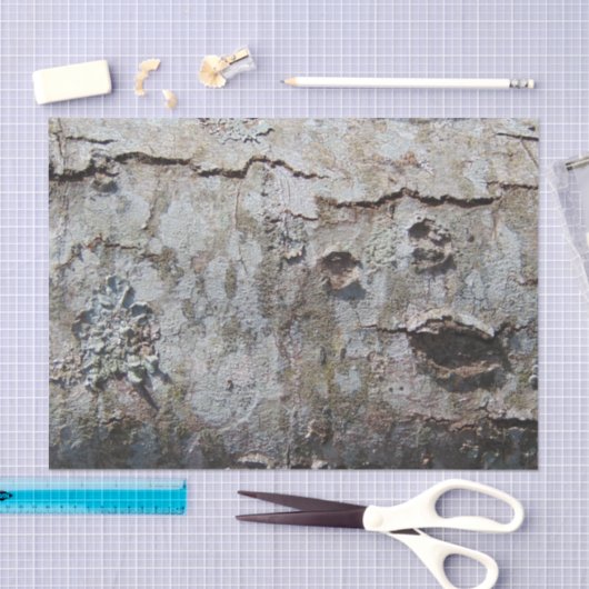 Young Maple Tree Bark 0041 Tissuepapier (Craft)