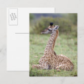 Young Masai Giraffe (Giraffa camelopardalis) Briefkaart (Voorkant / Achterkant)