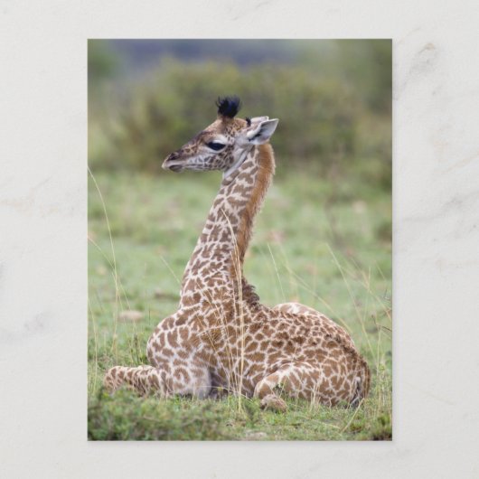 Young Masai Giraffe (Giraffa camelopardalis) Briefkaart (Voorkant)