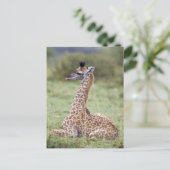 Young Masai Giraffe (Giraffa camelopardalis) Briefkaart (Staand voorkant)