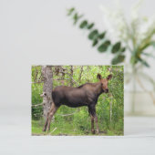 Young Moose Briefkaart (Staand voorkant)