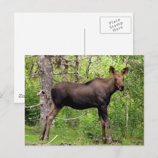 Young Moose Briefkaart (Voorkant / Achterkant)