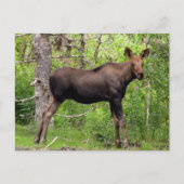 Young Moose Briefkaart (Voorkant)