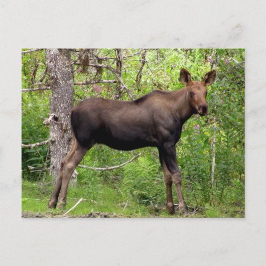Young Moose Briefkaart (Voorkant)