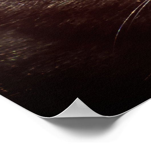 Young Munchkin Kitten Face Poster (Hoek)