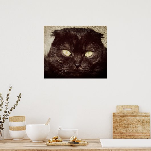 Young Munchkin Kitten Face Poster (Keuken)