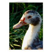 Young Muscovy Hen Duck (Voorkant)