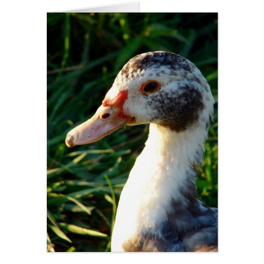 Young Muscovy Hen Duck (Voorkant)