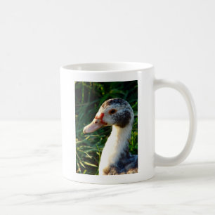 Young Muscovy Hen Duck Koffiemok