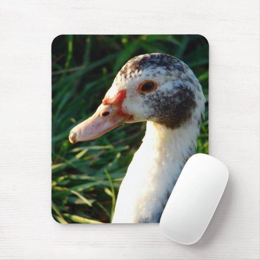 Young Muscovy Hen Duck Muismat (Met muis)