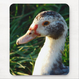 Young Muscovy Hen Duck Muismat