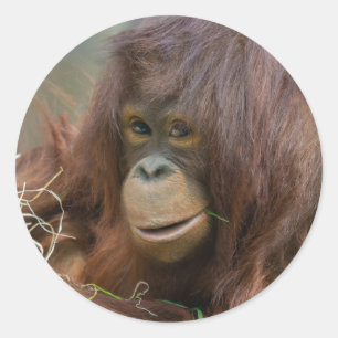 Young Orangutan Baby Ronde Sticker
