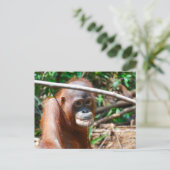 Young Orangutan Drink water op het eiland Borneo Briefkaart (Staand voorkant)