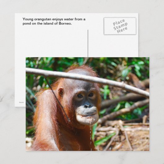 Young Orangutan Drink water op het eiland Borneo Briefkaart (Voorkant / Achterkant)