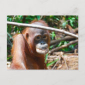 Young Orangutan Drink water op het eiland Borneo Briefkaart (Voorkant)